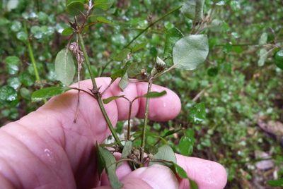 Teucrium parvifolium, photographed by Colin Meurk