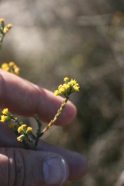 Marasmodes dummeri, photographed by Jacques van der Merwe