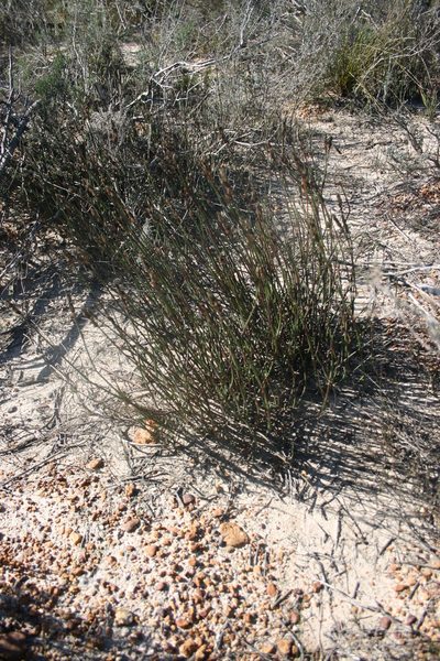 Elegia extensa, photographed by Jacques van der Merwe