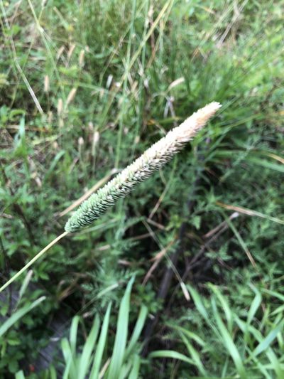 Phalaris angusta, photographed by Jaime González
