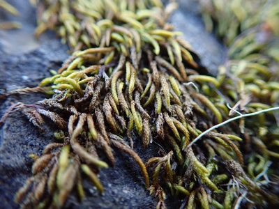 Pseudisothecium cristatum, photographed by Randal