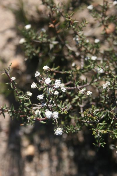 Phylica stenopetala, photographed by Jacques van der Merwe