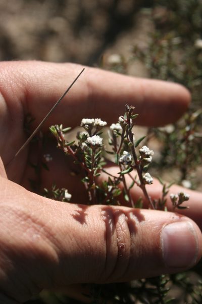 Phylica stenopetala, photographed by Jacques van der Merwe