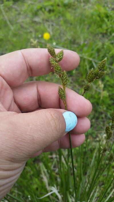 Carex bicknellii, photographed by Evan Barker