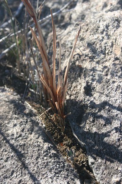 Watsonia strictiflora, photographed by Jacques van der Merwe