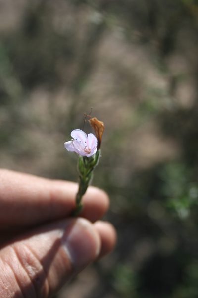 Lobostemon glaber, photographed by Jacques van der Merwe
