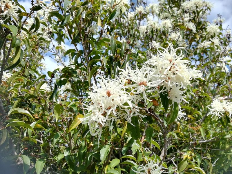 Trichocladus grandiflorus, photographed by flamelily