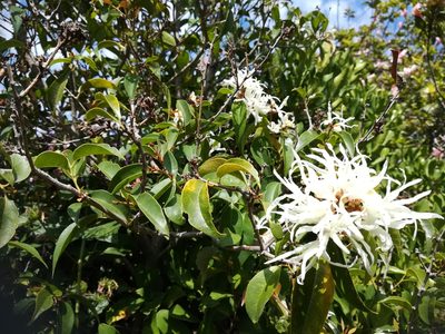 Trichocladus grandiflorus, photographed by flamelily