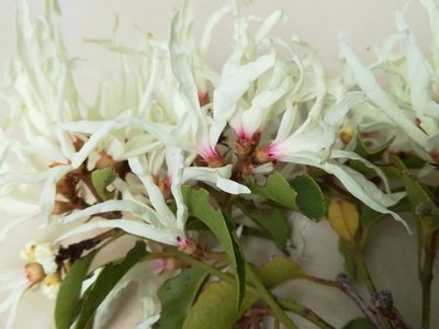 Trichocladus grandiflorus, photographed by flamelily