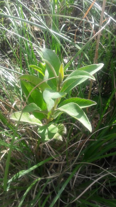 Tessaria fastigiata, photographed by Liliana Boada