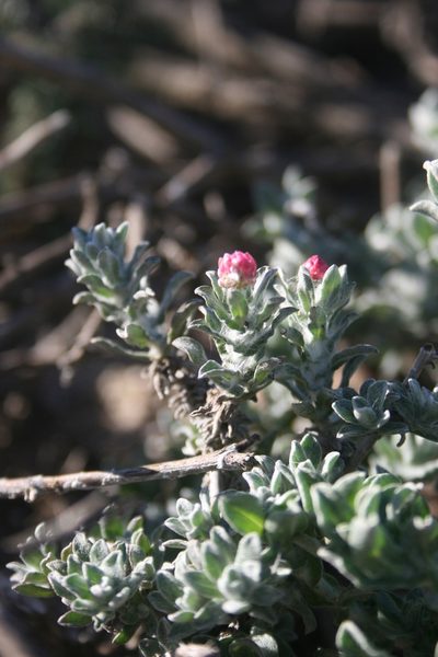 Helichrysum stellatum, photographed by Jacques van der Merwe