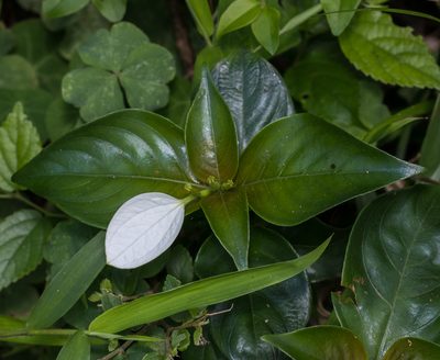 Mussaenda pubescens, photographed by portioid