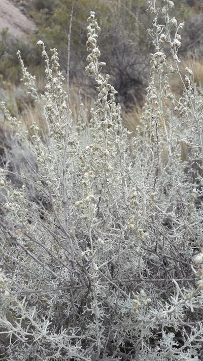 Artemisia mendozana, photographed by Benjamin Bender