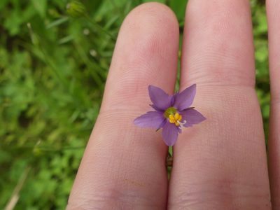 Giliastrum incisum, photographed by Morgan Hay