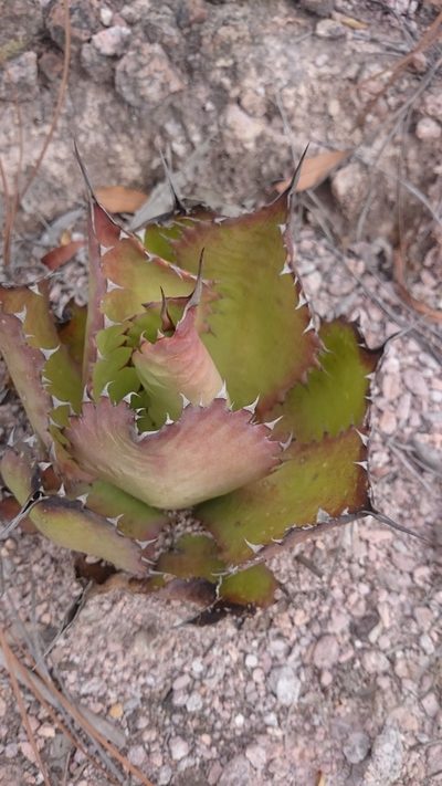 Agave cupreata, photographed by Sandino Guerrero