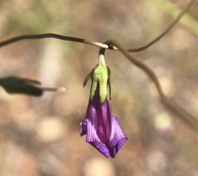 Neogaerrhinum strictum, photographed by Claire Elliott