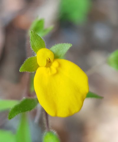 Calceolaria mexicana, photographed by Eugenio Padilla