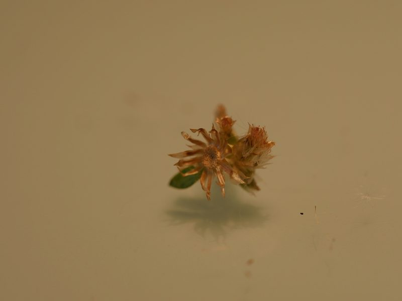 Gamochaeta simplicicaulis, photographed by Bruce Calvert