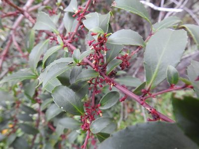 Maytenus magellanica, photographed by María Regina Silva