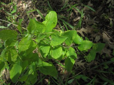 Smilax illinoensis, photographed by Evan Barker