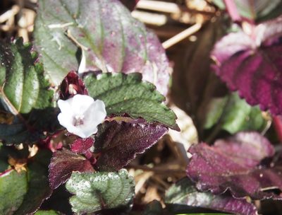 Strobilanthes alternata, photographed by Lena Struwe