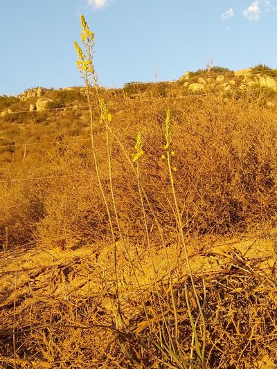 Bulbine cepacea, photographed by Jacques van der Merwe