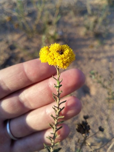 Athanasia rugulosa, photographed by Jacques van der Merwe