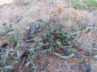 Ruschia geminiflora, photographed by James Deacon