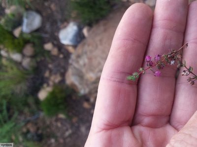 Erica planifolia, photographed by Chris Vynbos