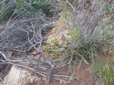 Thesium capitatum, photographed by Chris Vynbos
