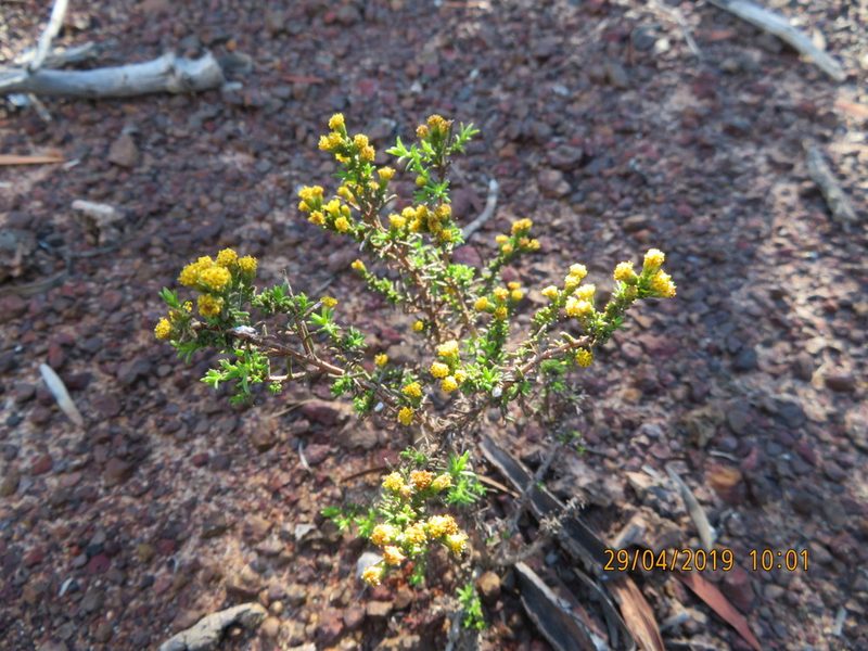 Marasmodes oligocephala, photographed by James Deacon