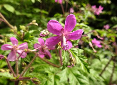 Geranium reuteri, photographed by Rudyard