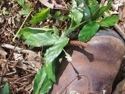 Goeppertia micans, photographed by Lena Struwe