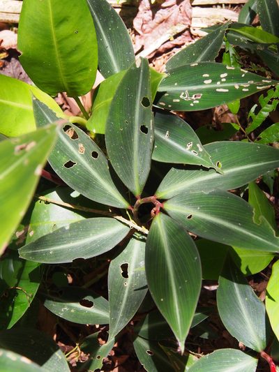 Costus laevis, photographed by Lena Struwe