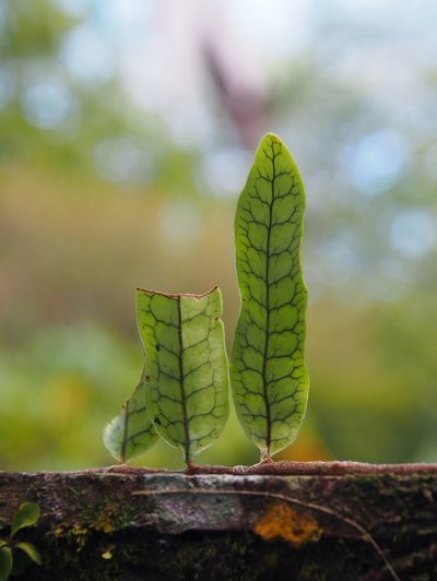 Microgramma lycopodioides, photographed by Lena Struwe