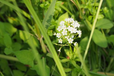 Lysimachia leucantha, photographed by harum.koh
