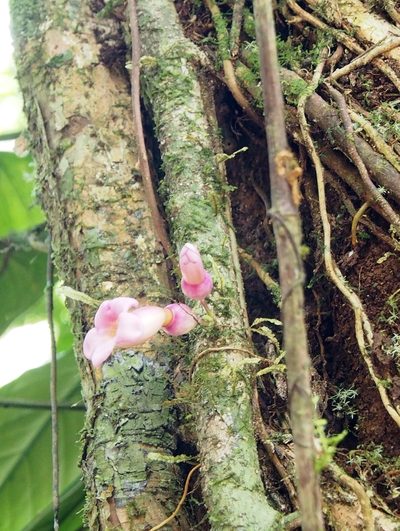 Schlegelia nicaraguensis, photographed by Lena Struwe