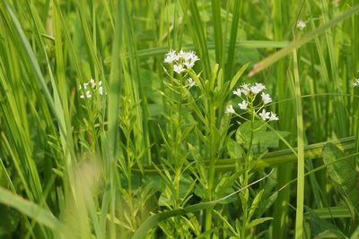 Lysimachia leucantha, photographed by harum.koh
