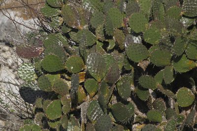 Opuntia bravoana, photographed by Juan Cruzado Cortés