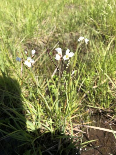 Cardamine penduliflora, photographed by Matt Benotsch