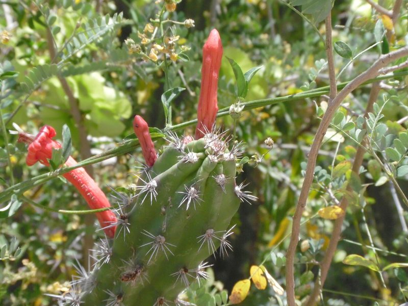 Stenocereus alamosensis, photographed by Tereka Lasso