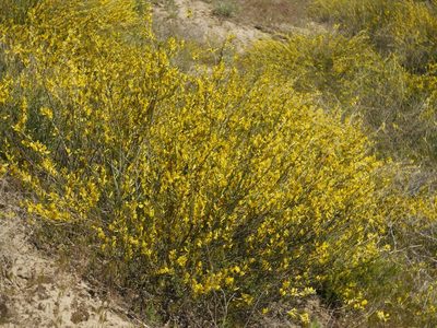 Chamaecytisus borysthenicus, photographed by Roman