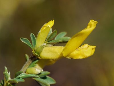 Chamaecytisus borysthenicus, photographed by Roman