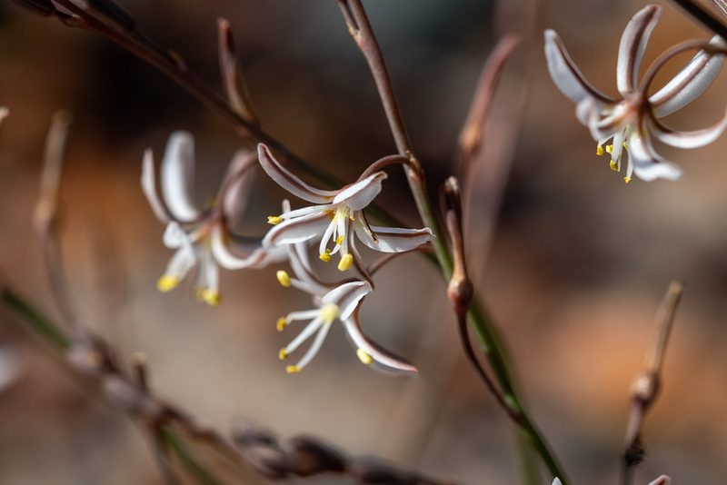 Trachyandra flexifolia, photographed by magriet b