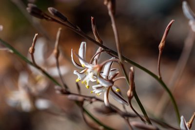 Trachyandra flexifolia, photographed by magriet b