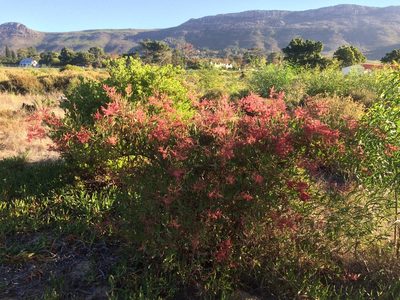 Rumex usambarensis, photographed by Jeremy Gilmore