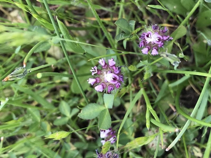 Trifolium grayi, photographed by Barbara Banfield