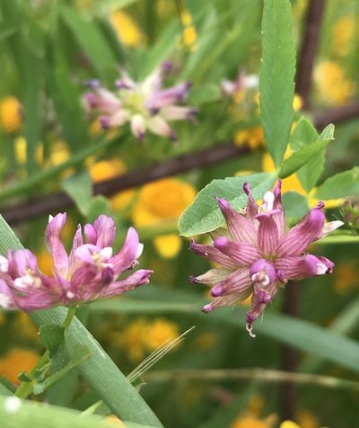 Trifolium hydrophilum, photographed by Barbara Banfield