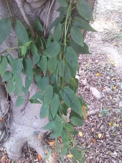 Paederia cavaleriei, photographed by 雷麟霖
