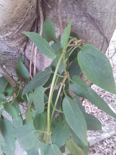 Paederia cavaleriei, photographed by 雷麟霖